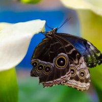 Выставка бабочек :: Евгений Бадун