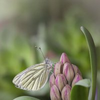 Первая весенняя бабочка :: Olga Verenich
