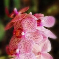 орхидея :: Александр Григорьев