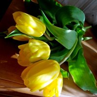 Праздничные тюльпаны! :: Ирина 