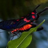 Бабочка для влюбленных :: GaL-Lina .