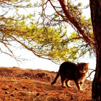 дикий лесной кот :: Жанна Забугина