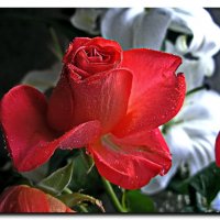 Свежесть розы. :: Любовь Чунарёва