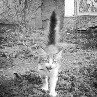 Потерявшийся котенок :: Юлия Закопайло