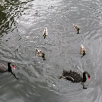 Чёрные лебеди в Михайловском саду. :: ТАТЬЯНА (tatik)