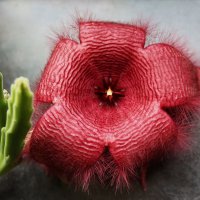 Стапелия, "орхидея мира суккулентов". :: Лариса Мироненко