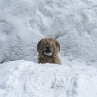 Снежный пес :: Андрей Краснов