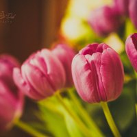 tulips :: Lana Dob