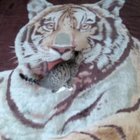 Кошка на фоне тигра :: Михаил Нименский