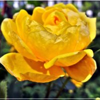 Жёлтая роза. :: Ирина 