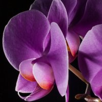 Орхидея :: Денис Красненко
