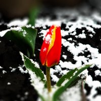 о тюльпане и весне... :: Дмитрий Цымбалист