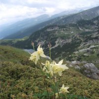 цветы на высоте 2150 м Рилы Болгария :: Наталья 