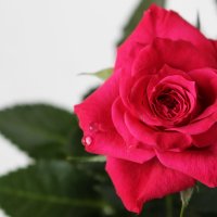Апрельская роза :: Veronika Gug