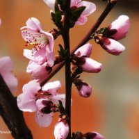 цветы персика :: Татьяна Бондаренко