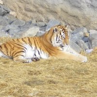 тигр (Челябинский зоопарк) :: александр 