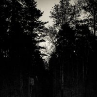 LOST_IN_THE_FOREST :: Артем Плескацевич