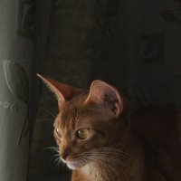Моя абиссинска кошка Фиби :: Наталья Андреева