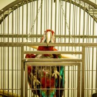 Свободу попугаям! :: Galina Zaychenko 