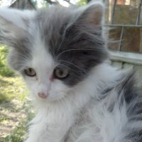 Котёнок :: Михаил Нименский