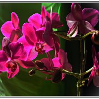 Цветение орхидеи :: Любовь Чунарёва