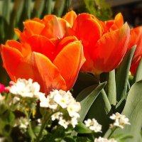 Пылают счастьем красные тюльпаны... :: Galina Dzubina