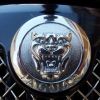 Jaguar :: Андрей Мышко