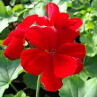 Pelargonium Calliope Dark Red :: laana laadas