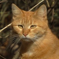 один из банды :: Михаил Жуковский