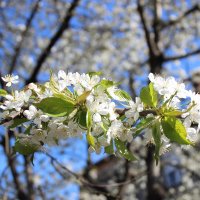 Весна :: Istvan 
