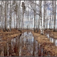 Берёзовая роща в апреле :: Геннадий Ячменев