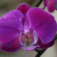 Орхидея :: Александр Сивкин