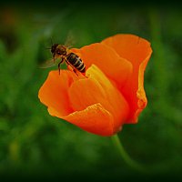 Пчела на цветке :: НаталиКа 