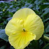 Viola x wittrockiana " Pure Golden Yellow " :: laana laadas