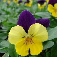 Viola x cornuta Rocky Yellow with Purple Wing :: laana laadas