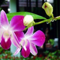 Орхидея :: Voyager .