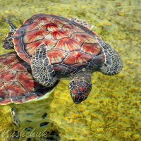 Морские черепахи :: Лёша 