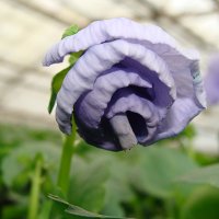 Viola x wittrockiana " Delta Pure Light Blue  " :: laana laadas