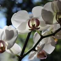 Орхидеи :: Mariya laimite