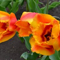 Тюльпаны :: zhanna-zakutnaya З.