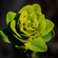 Зеленая "Роза" :: Gleipneir Дария