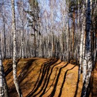 Лесные тени :: Liudmila Grinfeld 