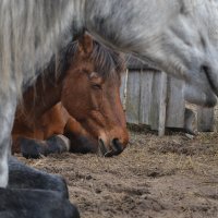 Спят усталые лошадки. :: Елена Глебова