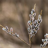 Весеннее цветение :: Валентин Котляров