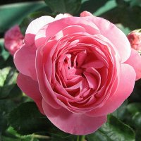 Роза флорибунда :: laana laadas