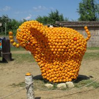 Апельсиновый слоник :: Вера Щукина