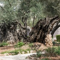 древние оливковые деревья в Гефсиманском саду :: Viktor Makarov