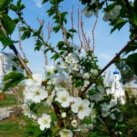 Весна в городе. :: Чария Зоя 