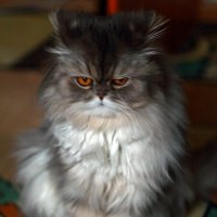 Его величество - кот! :: Виктор Коршунов