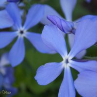 Голубые цветы :: Виктория Стукалина